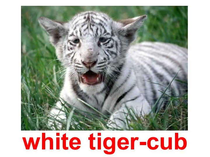 white tiger-cub