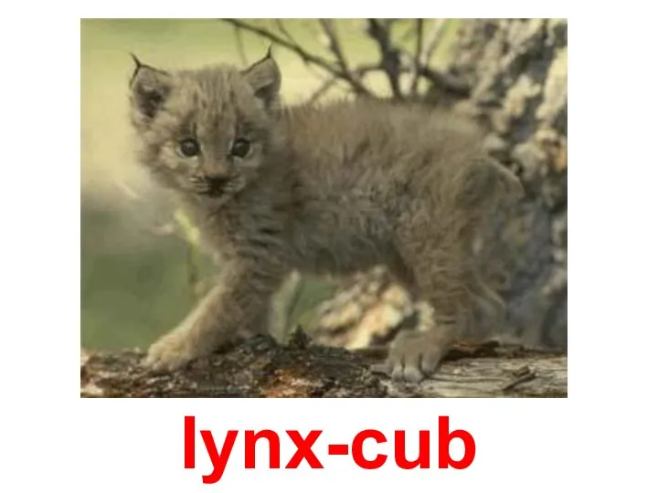 lynx-cub