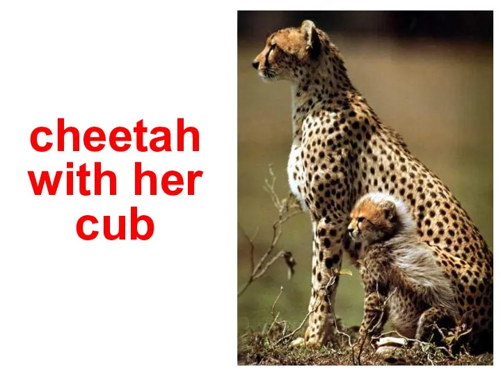 cheetah with her cub