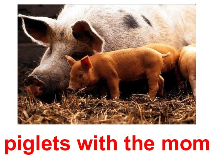piglets with the mom