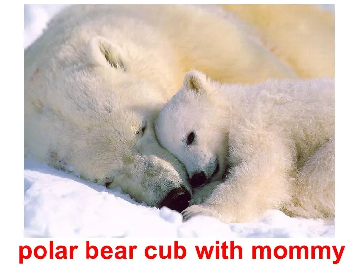 polar bear cub with mommy