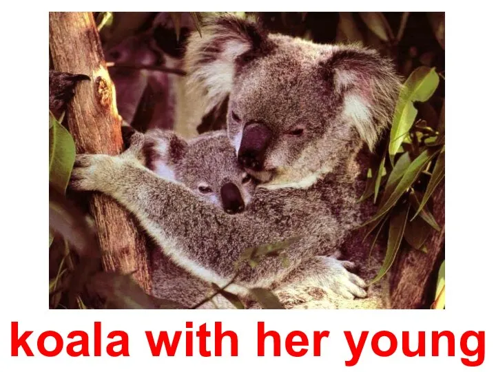 koala with her young