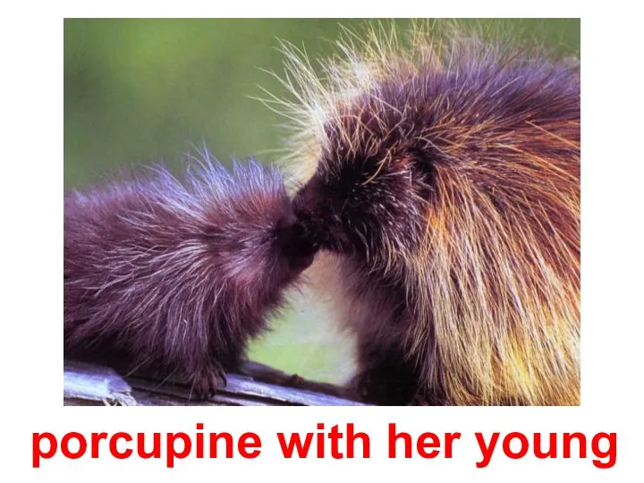 porcupine with her young
