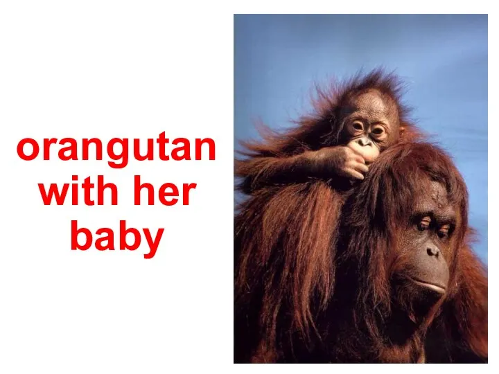 orangutan with her baby
