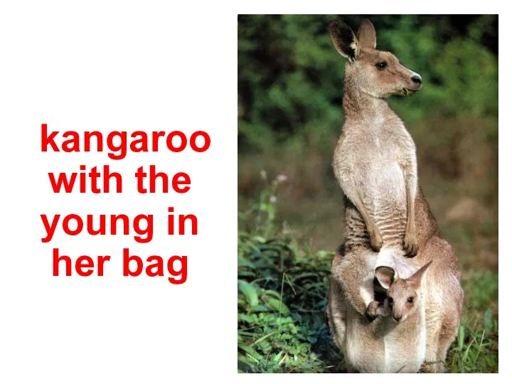kangaroo with the young in her bag