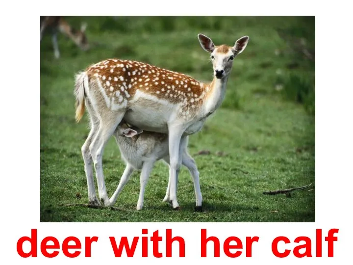 deer with her calf