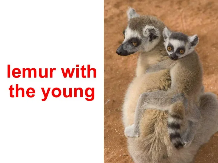 lemur with the young