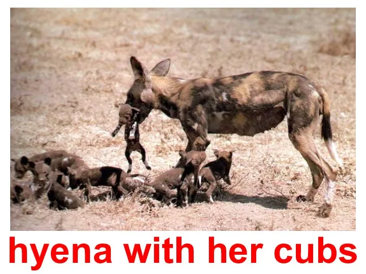hyena with her cubs