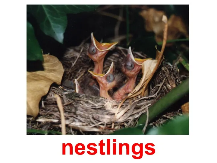 nestlings