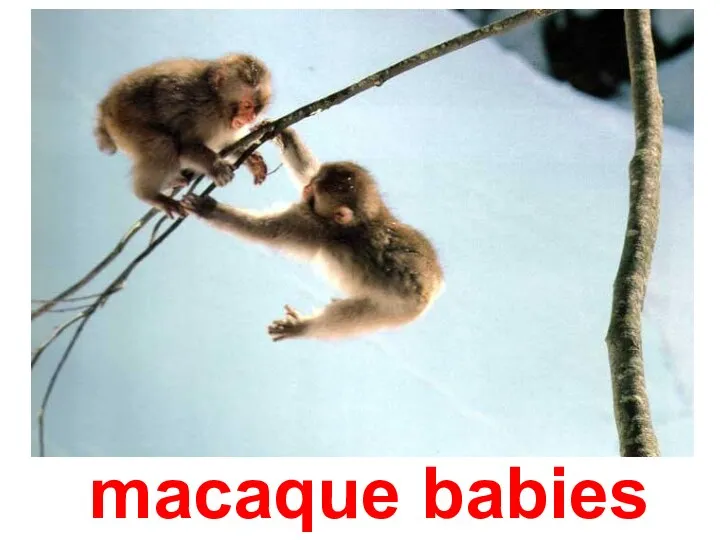 macaque babies