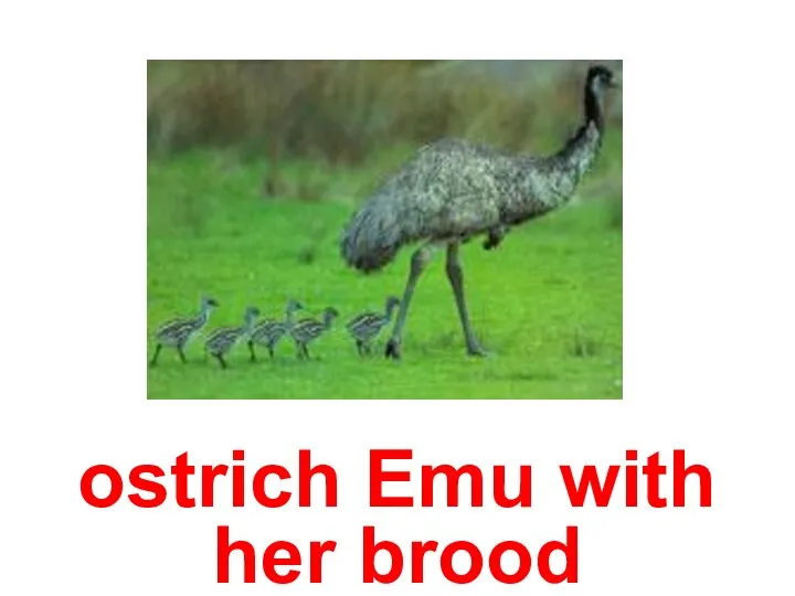 ostrich Emu with her brood