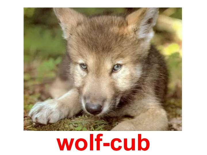 wolf-cub