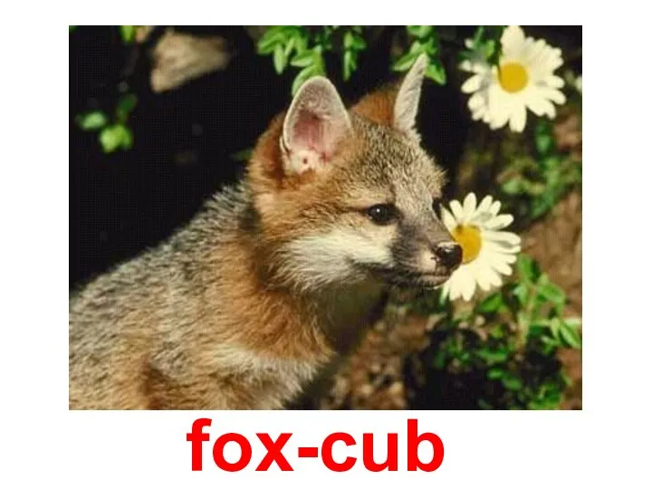 fox-cub