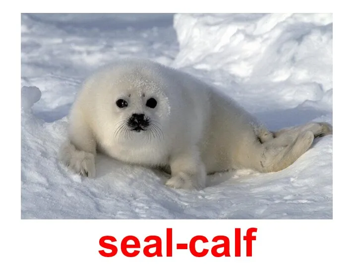 seal-calf