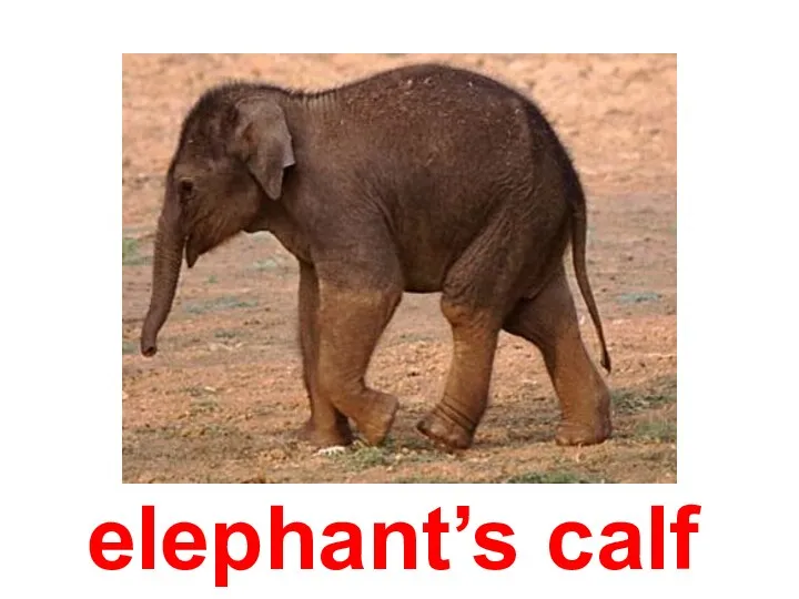 elephant’s calf
