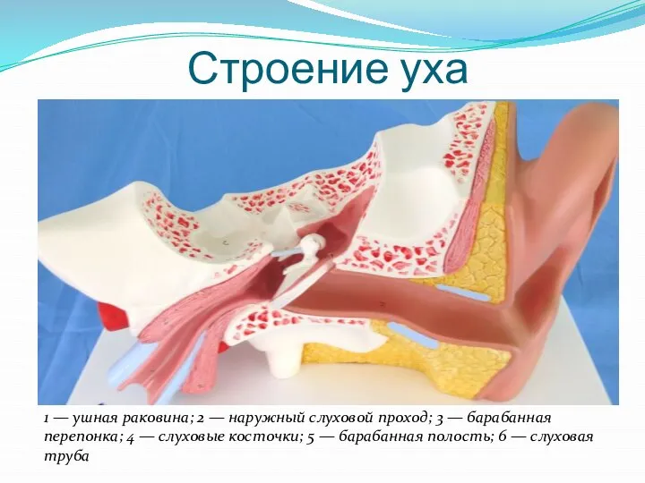 Строение уха 1 — ушная раковина; 2 — наружный слуховой проход; 3