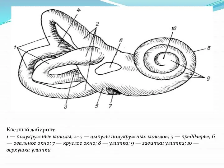 Костный лабиринт: 1 — полукружные каналы; 2–4 — ампулы полукружных каналов; 5