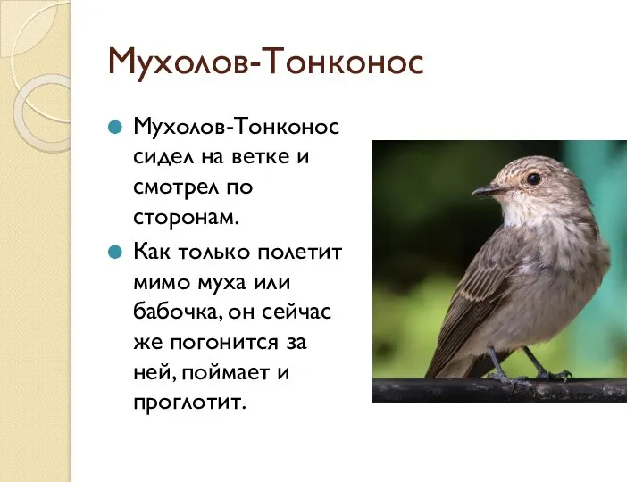 Мухолов-Тонконос Мухолов-Тонконос сидел на ветке и смотрел по сторонам. Как только полетит