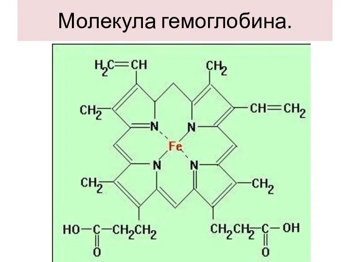 Молекула гемоглобина.