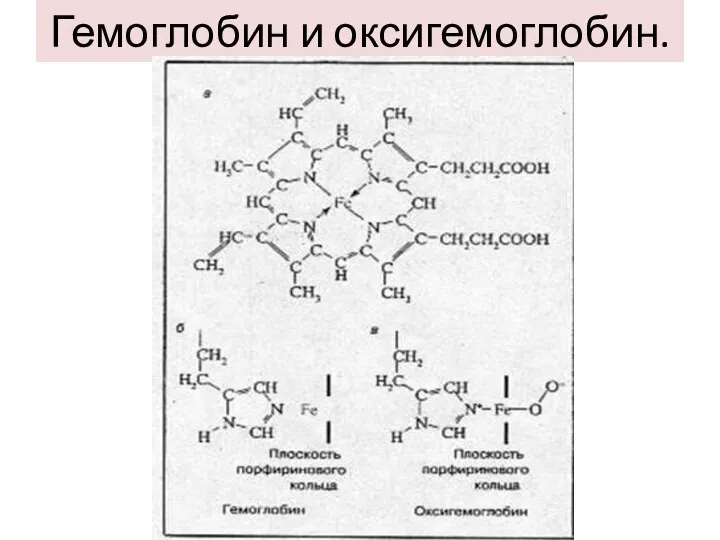 Гемоглобин и оксигемоглобин.