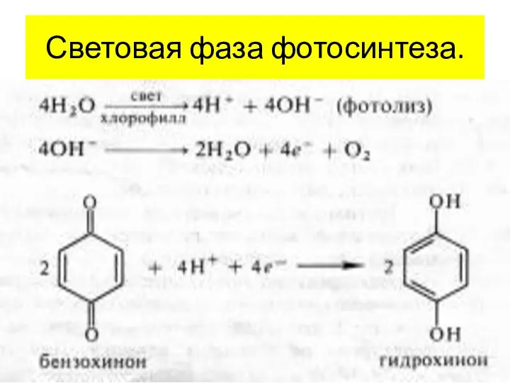 Световая фаза фотосинтеза.