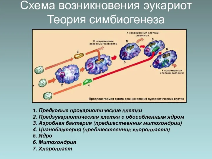 Схема возникновения эукариот Теория симбиогенеза 1. Предковые прокариотические клетки 2. Предэукариотическая клетка