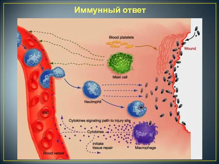 Иммунный ответ