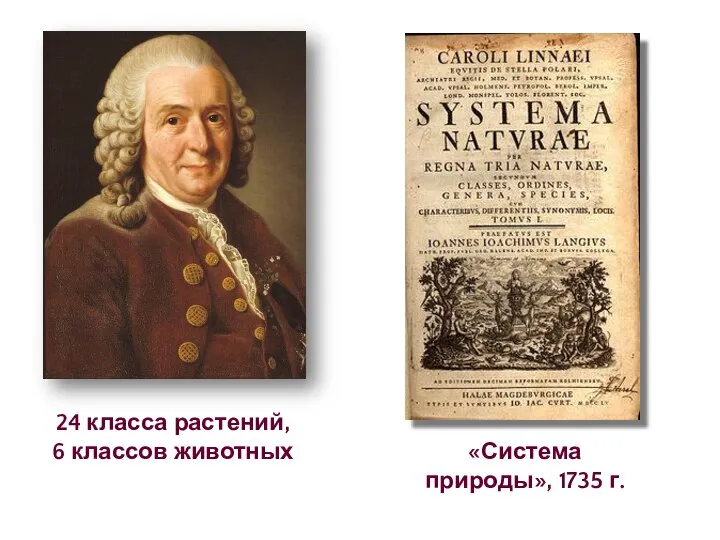 «Система природы», 1735 г. 24 класса растений, 6 классов животных