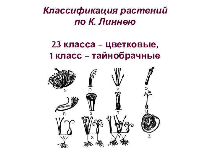 Классификация растений по К. Линнею 23 класса – цветковые, 1 класс – тайнобрачные