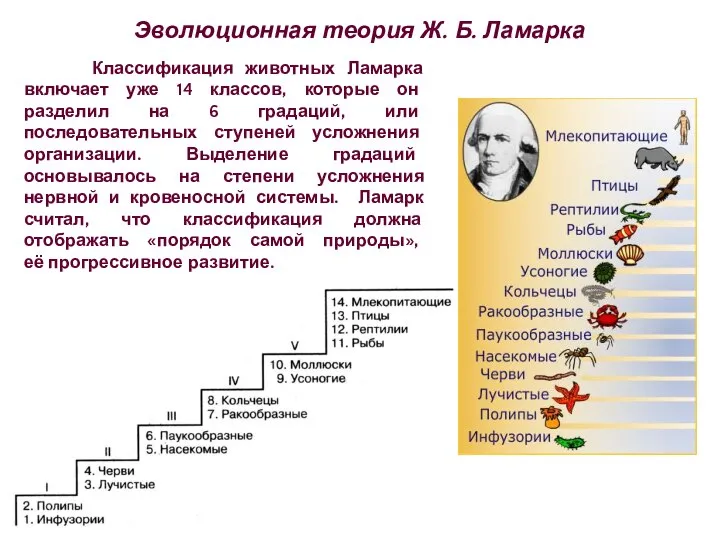 Классификация животных Ламарка включает уже 14 классов, которые он разделил на 6