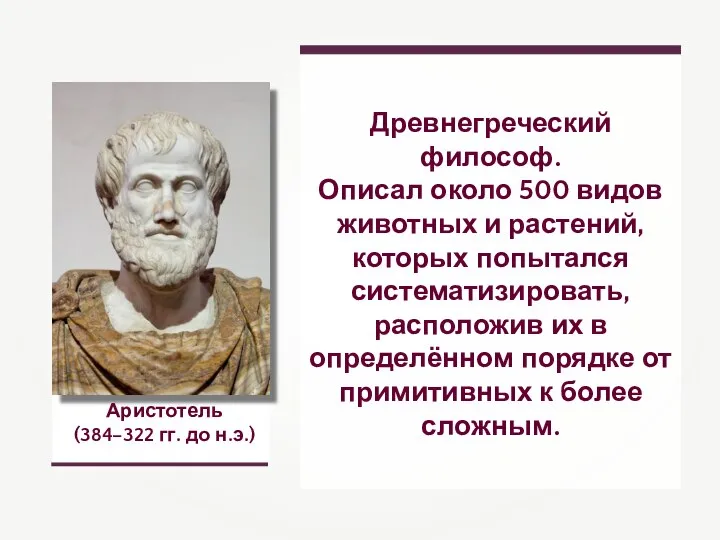 Аристотель (384–322 гг. до н.э.) Древнегреческий философ. Описал около 500 видов животных
