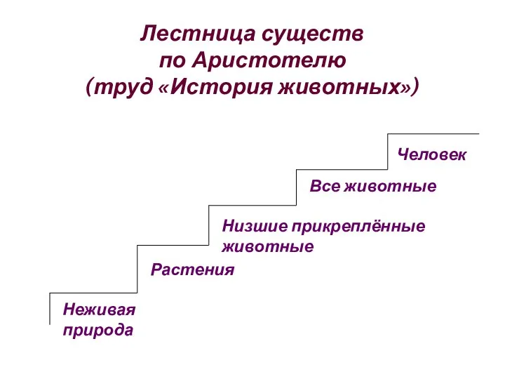 Лестница существ по Аристотелю (труд «История животных») Неживая природа Все животные Человек Растения Низшие прикреплённые животные