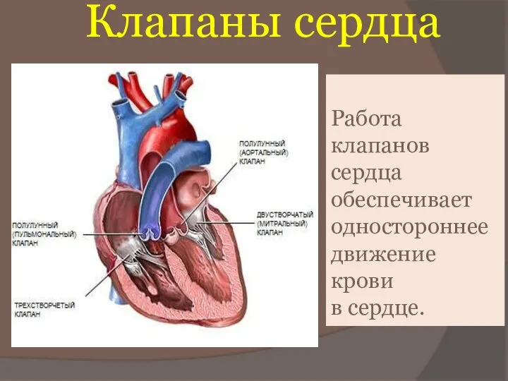 Клапаны сердца Работа клапанов сердца обеспечивает одностороннее движение крови в сердце.