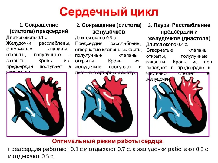 Сердечный цикл 1. Сокращение (систола) предсердий Длится около 0.1 с. Желудочки расслаблены,