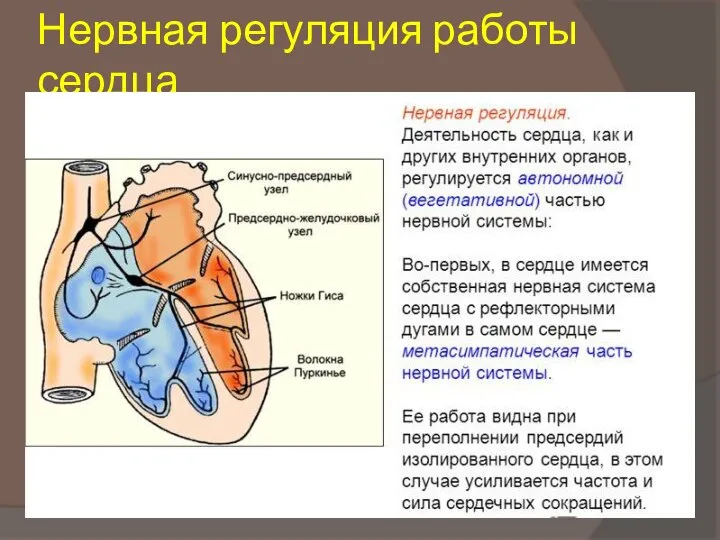 Нервная регуляция работы сердца