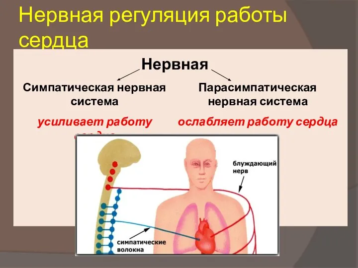 Нервная регуляция работы сердца