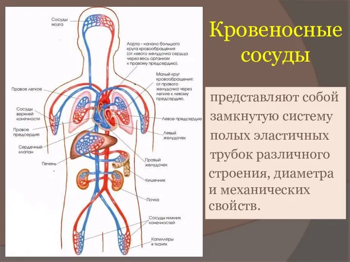 Кровеносные сосуды представляют собой замкнутую систему полых эластичных трубок различного строения, диаметра и механических свойств.