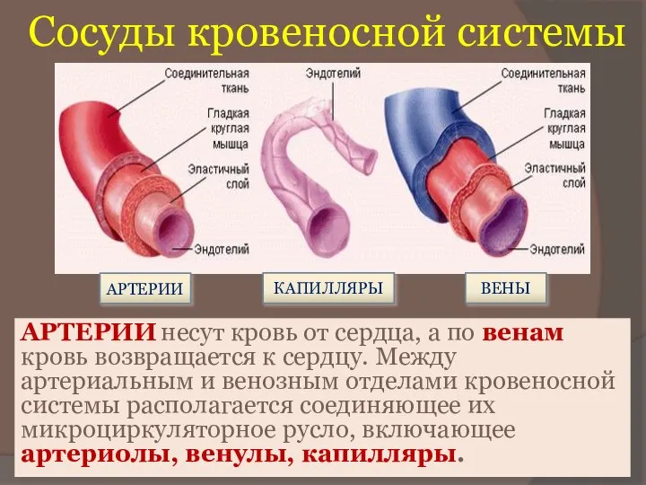 Сосуды кровеносной системы АРТЕРИИ несут кровь от сердца, а по венам кровь