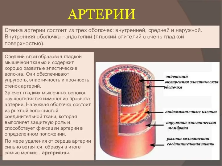 АРТЕРИИ Средний слой образован гладкой мышечной тканью и содержит хорошо развитые эластические