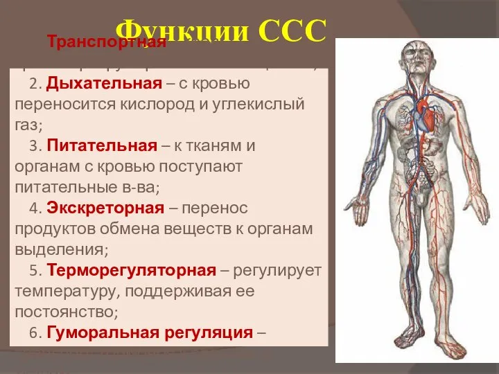 Функции ССС 1. Транспортная – кровь транспортирует различные вещества; 2. Дыхательная –