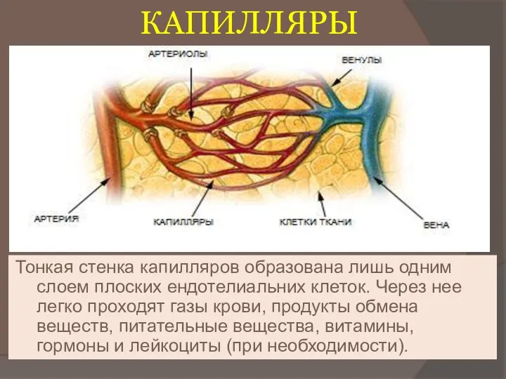 КАПИЛЛЯРЫ Тонкая стенка капилляров образована лишь одним слоем плоских ендотелиальних клеток. Через