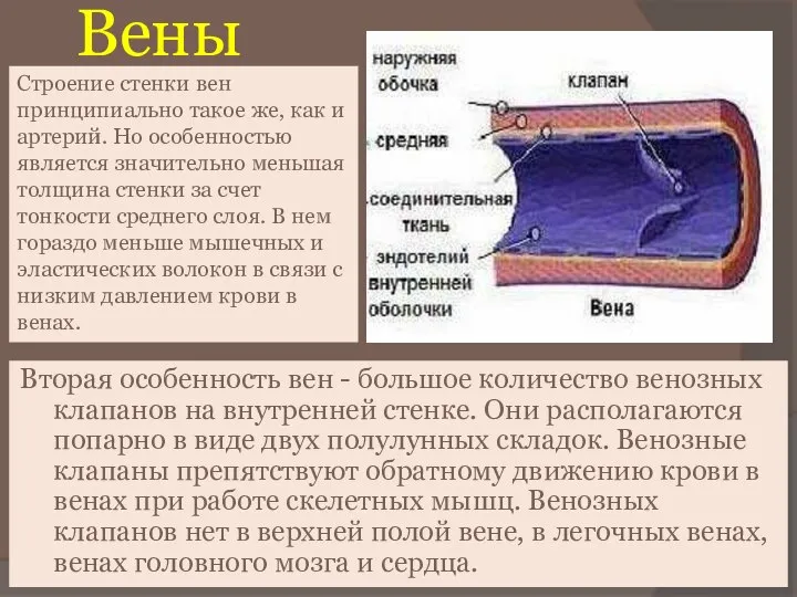 Вены Вторая особенность вен - большое количество венозных клапанов на внутренней стенке.