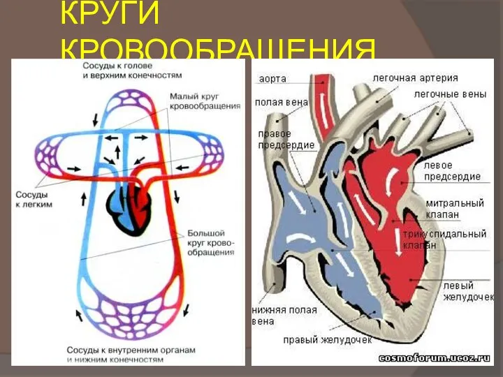 КРУГИ КРОВООБРАЩЕНИЯ