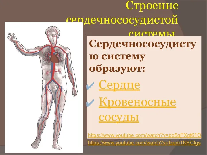 Строение сердечнососудистой системы. Сердечнососудистую систему образуют: Сердце Кровеносные сосуды https://www.youtube.com/watch?v=fzem1NKCfgs https://www.youtube.com/watch?v=pb5qPXgt61Q