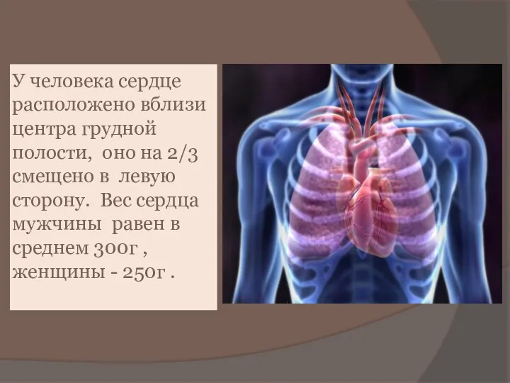 У человека сердце расположено вблизи центра грудной полости, оно на 2/3 смещено