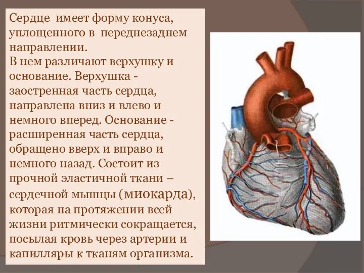 Сердце имеет форму конуса, уплощенного в переднезаднем направлении. В нем различают верхушку