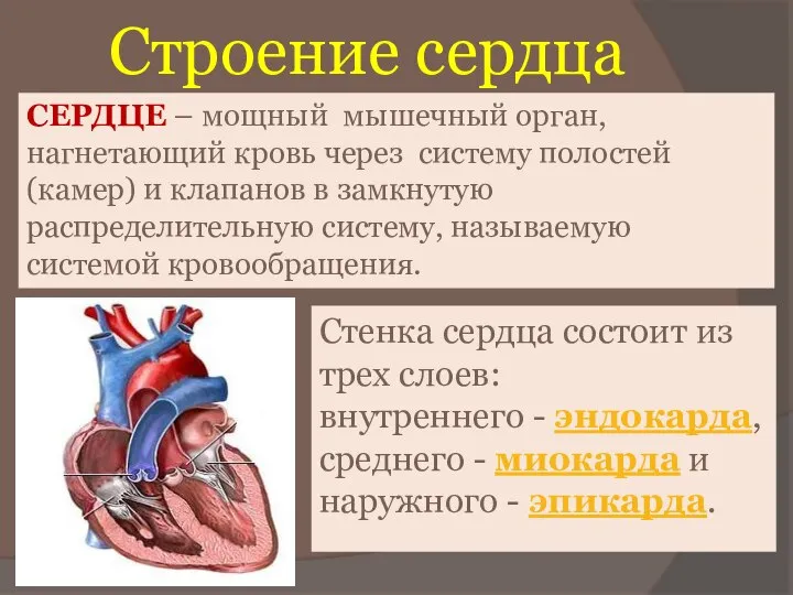 Строение сердца СЕРДЦЕ – мощный мышечный орган, нагнетающий кровь через систему полостей