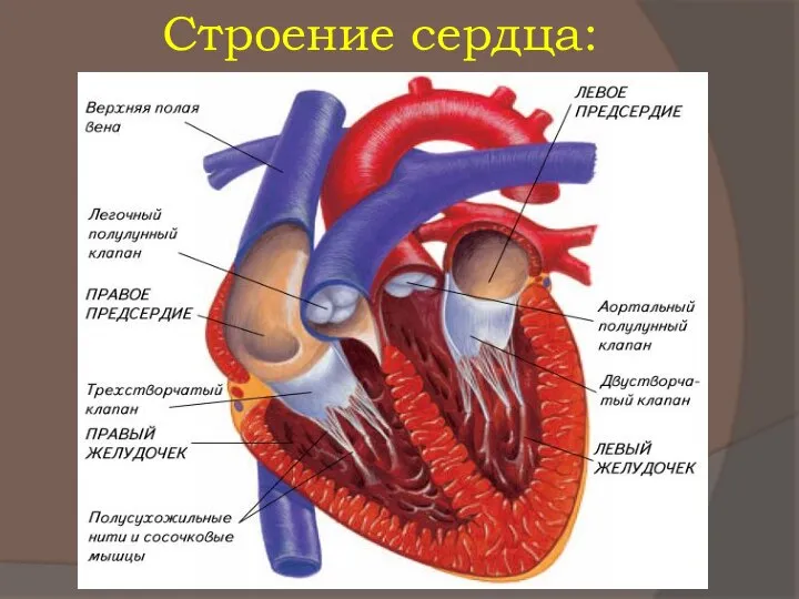 Строение сердца: