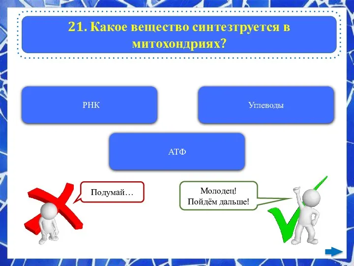 21. Какое вещество синтезтруется в митохондриях? РНК Углеводы АТФ