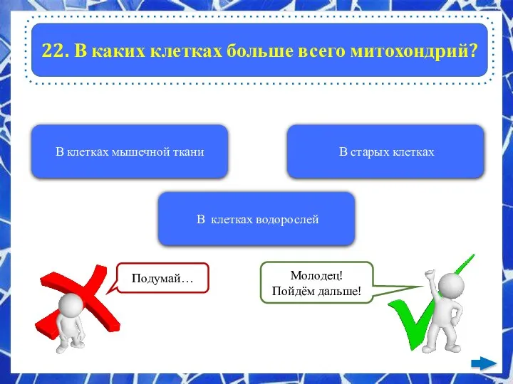 22. В каких клетках больше всего митохондрий? В клетках мышечной ткани В